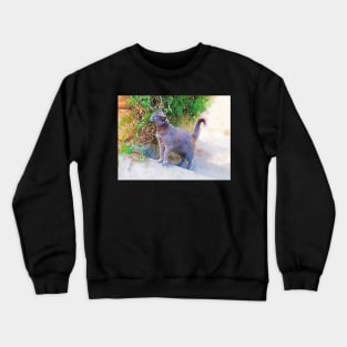 Blue Cat on the Sunny Stairs Crewneck Sweatshirt